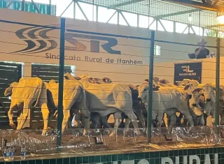 Leilão de gado é destaque da 24ª Exponhém e movimenta mais de R$ 2 milhões