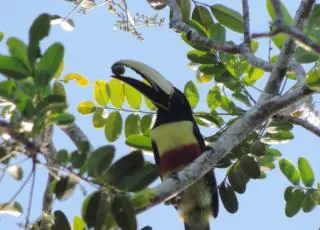 Maior monitoramento privado de fauna e flora do País é feito pelas empresas Veracel e Suzano