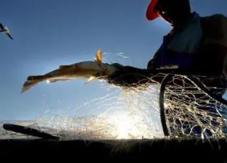 Mais de 12 mil licenças de pescadores profissionais são suspensas