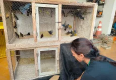 Mais de 120 aves silvestres são resgatadas de cativeiro ilegal em propriedade rural de Ibicuí