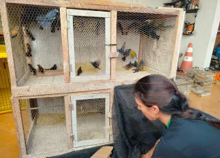 Mais de 120 aves silvestres são resgatadas de cativeiro ilegal em propriedade rural de Ibicuí