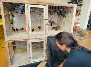 Mais de 120 aves silvestres são resgatadas de cativeiro ilegal em propriedade rural de Ibicuí