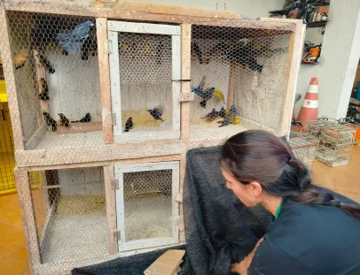Mais de 120 aves silvestres são resgatadas de cativeiro ilegal em propriedade rural de Ibicuí
