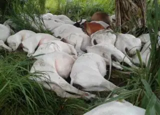 Mais de 40 novilhas morrem ao serem atingidas por raio em fazenda em MT