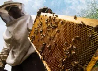 Mais de 50 pessoas sofrem ataque de abelhas durante missa