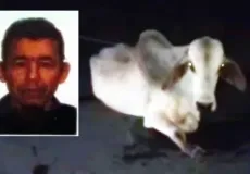 Mais um acidente com animal solto deixa vítima fatal na BA-679, entre Nova Viçosa e Posto da Mata