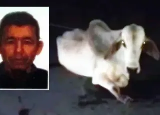 Mais um acidente com animal solto deixa vítima fatal na BA-679, entre Nova Viçosa e Posto da Mata