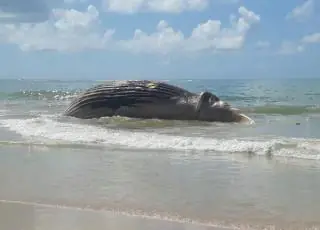 Mais uma Jubarte é achada morta em Trancoso