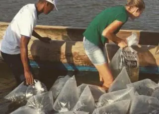 Mangues de Santo Amaro recebem mais de um milhão de caranguejos