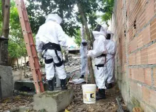 Medeiros Neto: trabalho conjunto entre Vigilância Sanitária e 18º GBM retira enxame de abelhas em residência