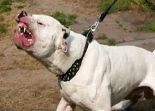 Menino autista de 4 anos é atacado por pitbull em praça de BH