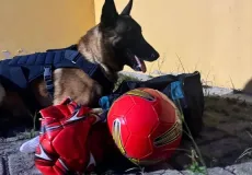 Messi, cão farejador da PRF, localiza drogas escondidas em bolas de futebol na BR-116, em Vitória da Conquista
