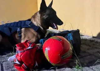 Messi, cão farejador da PRF, localiza drogas escondidas em bolas de futebol na BR-116, em Vitória da Conquista