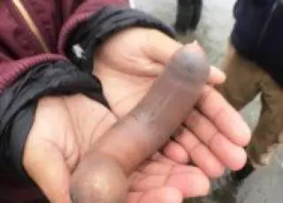 Milhares de “peixes pênis” invadem praia da Califórnia