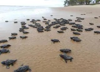 Ministério do Meio Ambiente cria base avançada do Projeto Tamar em Caravelas