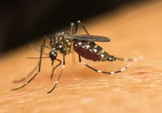 Ministra pede apoio da população para eliminar focos de dengue em casa
