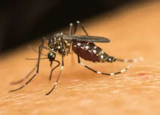 Ministra pede apoio da população para eliminar focos de dengue em casa