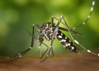 Mobilização contra o mosquito Aedes aegypti acontece nesta sexta-feira no bairro Tancredo Neves