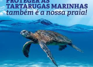 Monitoramento das tartarugas marinhas no Sul da Bahia apresenta um dos maiores registros de atividades reprodutivas da espécie