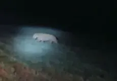 Morador registra onça-parda na zona rural de Ibirapuã; veja o vídeo