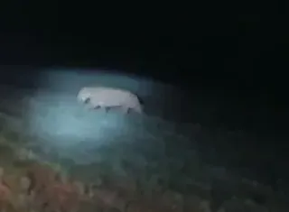 Morador registra onça-parda na zona rural de Ibirapuã; veja o vídeo