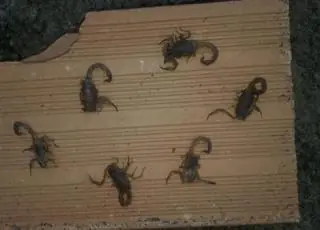 Moradora de Teixeira mata 9 escorpiões dentro de casa