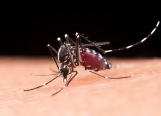 Mortes por dengue na Bahia chegam a 104; cai para 47 número de cidades em epidemia