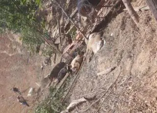 Motorista fica ferido e 20 animais morrem após caminhão tombar na BA 290