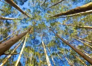 MPF ajuiza ação contra Suzano e Veracel para proteger territórios tradicionais do sul da Bahia contra o plantio de eucaliptos