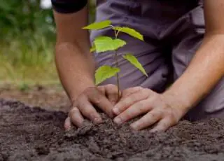 Mucilon vai plantar 1 milhão de árvores na Mata Atlântica