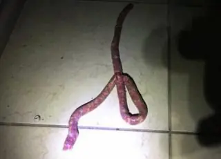 Mulher confunde linguiça com cobra e pede socorro aos bombeiros