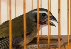 Mulher é autuada após polícia resgatar 12 aves silvestres mantidas em cativeiro irregular em Itapetinga