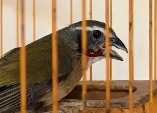 Mulher é autuada após polícia resgatar 12 aves silvestres mantidas em cativeiro irregular em Itapetinga