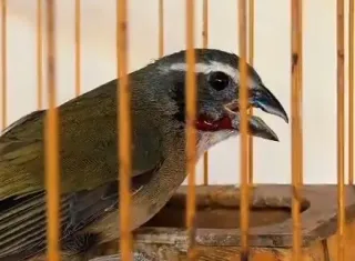 Mulher é autuada após polícia resgatar 12 aves silvestres mantidas em cativeiro irregular em Itapetinga