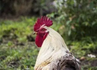 Mulher morre de hemorragia após ser atacada por galo