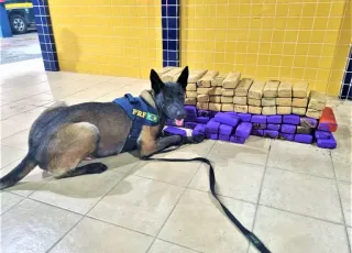 Mulheres são presas transportando quase 70Kg de maconha dentro de ônibus, na Bahia