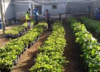 Vereda recebe 25 mil mudas da Biofábrica doadas pelo Governo do Estado