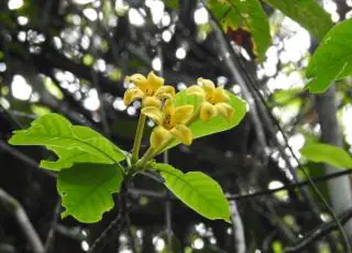 Nova espécie de árvore é encontrada durante monitoramento de biodiversidade da Suzano