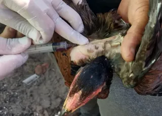 Nova Viçosa realiza Sorologia para Influenza Aviária na comunidade de Barra Velha