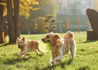 Novembro Azul Pet: animais de companhia também podem ter câncer de próstata. Saiba como prevenir e tratar