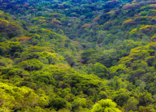 Novo Código Florestal não avançou na Mata Atlântica desde aprovação em 2012, mostra estudo