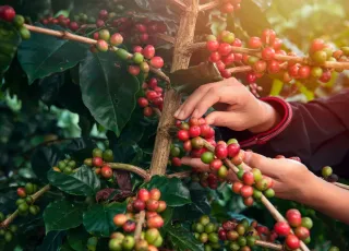 Novo secador de café vai agregar valor à produção no município de Ibirapuã