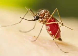 Número de mortes por dengue na Bahia chega a sete