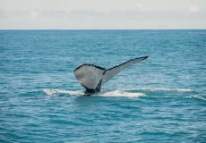  Observação de baleias jubartes aumenta o fluxo de  turismo na cidade do Prado