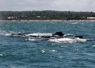 Observação de baleias no litoral baiano é opção para atrair turistas na baixa estação