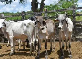Ocorrência de raiva em animais nos municípios de Medeiros Neto e Itanhém reforça a necessidade da vacinação dos rebanhos no Extremo Sul
