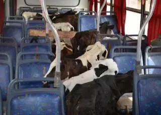 Ônibus escolar é flagrado transportando 41 bezerros no interior de Minas Gerais