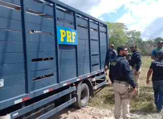 Operação conjunta retira animais da BR-418 em Posto da Mata