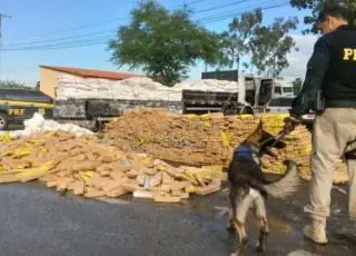 Operação Copa América 2019: Mais de 3 toneladas de maconha são apreendidas com o auxílio de cão farejador na Bahia