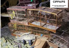 Operação da CIPPA/PS resulta em prisão de caçador e resgate de animais silvestres em Mundo Novo, Eunápolis